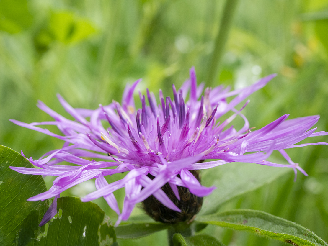 IMAGES\Tiroler knoopkruid (centaurea nigrescens)\P1280043_sm.jpg